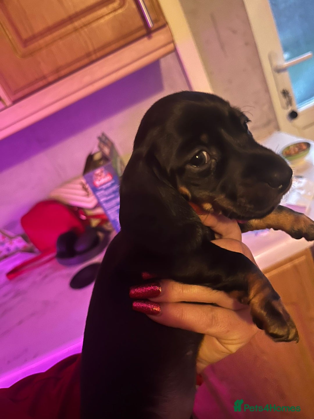 Miniature Dachshund dogs for sale: Puppies for sale miniature daschund  - Advert 6