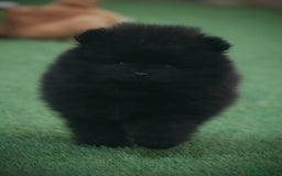 Pomeranian dogs for sale: ** TRUE TO TYPE BLACK POMERANIAN PUPPIES ** - Image 11