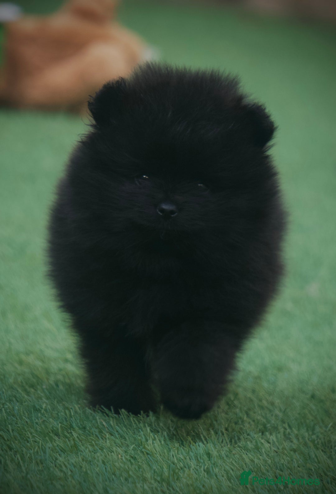 Pomeranian dogs for sale: ** TRUE TO TYPE BLACK POMERANIAN PUPPIES ** - Image 11