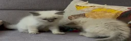 Ragdoll cats for sale: Stunning Blue Point Ragdoll Boy.  - Advert 7