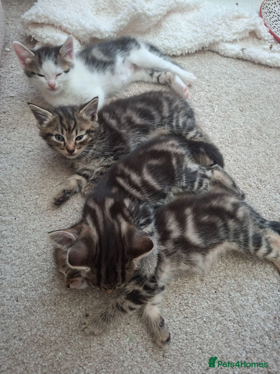 Mixed Breed cats for sale: Male and female tabby kittens - Advert 4