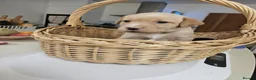 Labrador Retriever dogs for sale: Lovely Fox red and  Yellow Labrador puppies in Ringwood - Advert 8