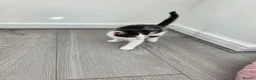 Mixed Breed cats for sale: Black & white male kitten - Advert 4