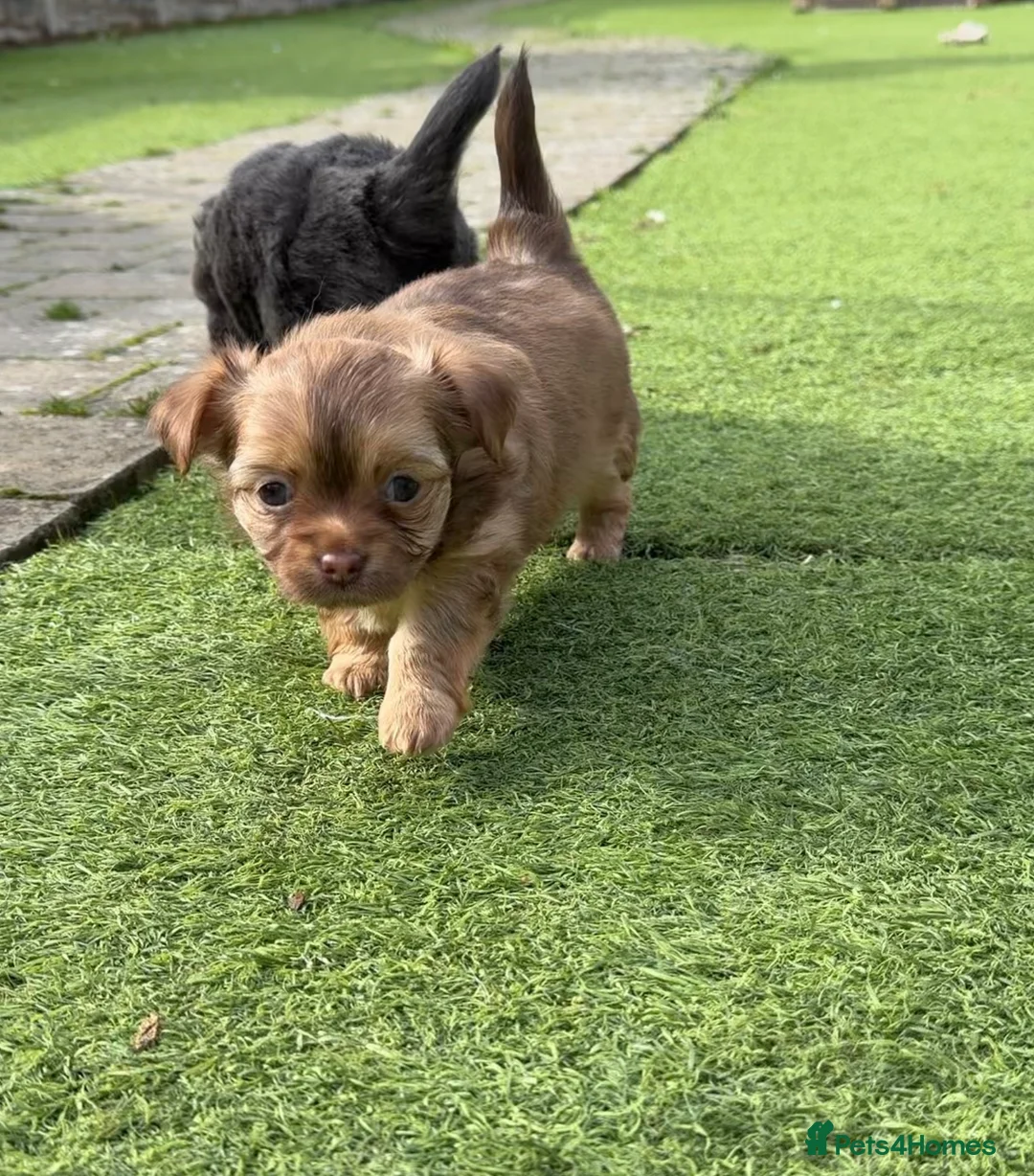 Chihuahua dogs for sale: 💕🐾 GORGEOUS LONG-HAIRED CHIHUAHUA GIRLS 🐾💕 - Advert 2