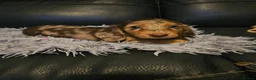 Miniature Dachshund dogs for sale: 4 beautiful longhaired babies - Advert 23