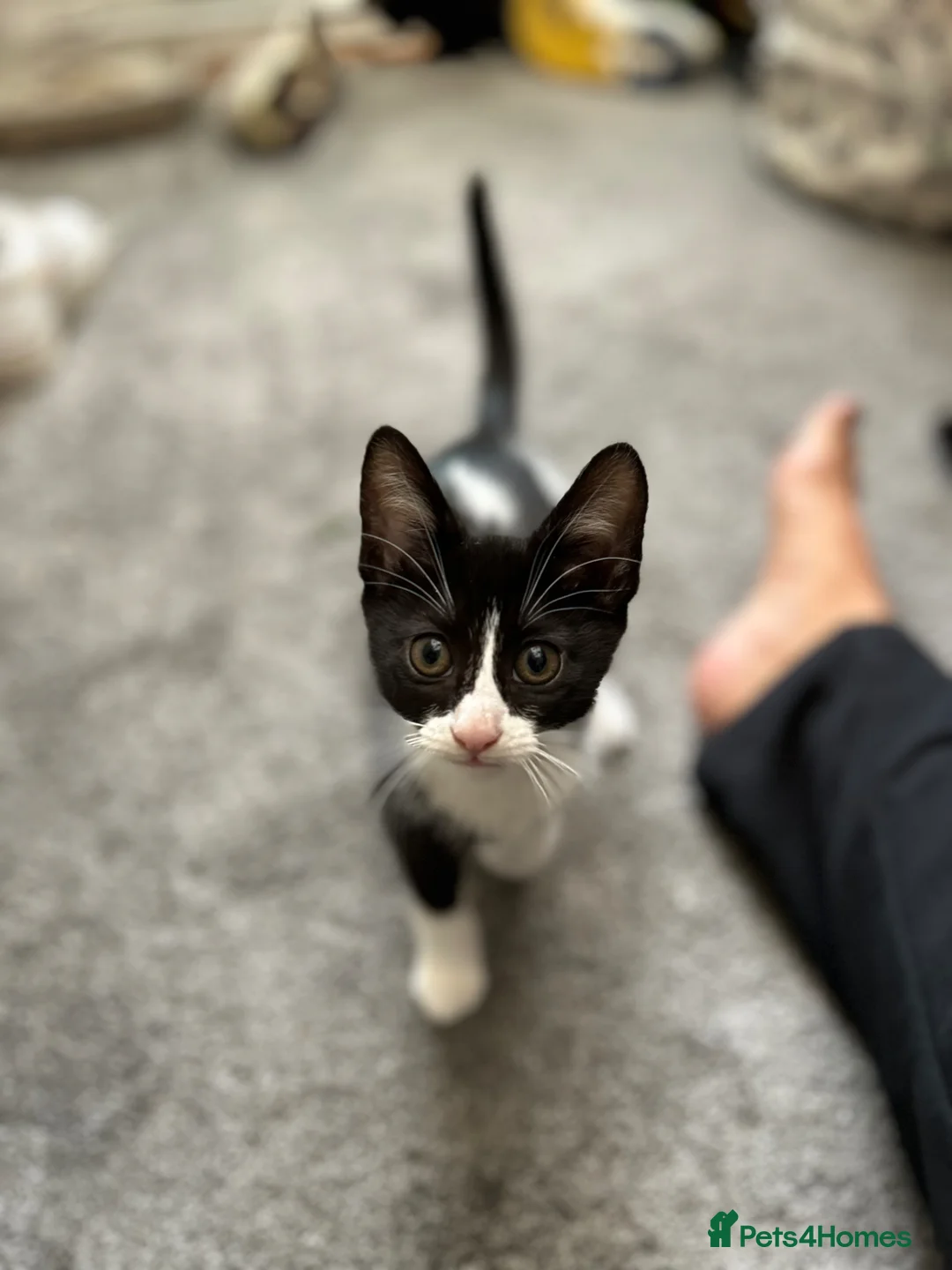 Mixed Breed cats for sale: 1 male boy  - Advert 2