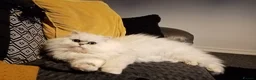 Persian cats for sale: 2 Stunning Girls Looking for a 5 Star Homes  - Advert 6