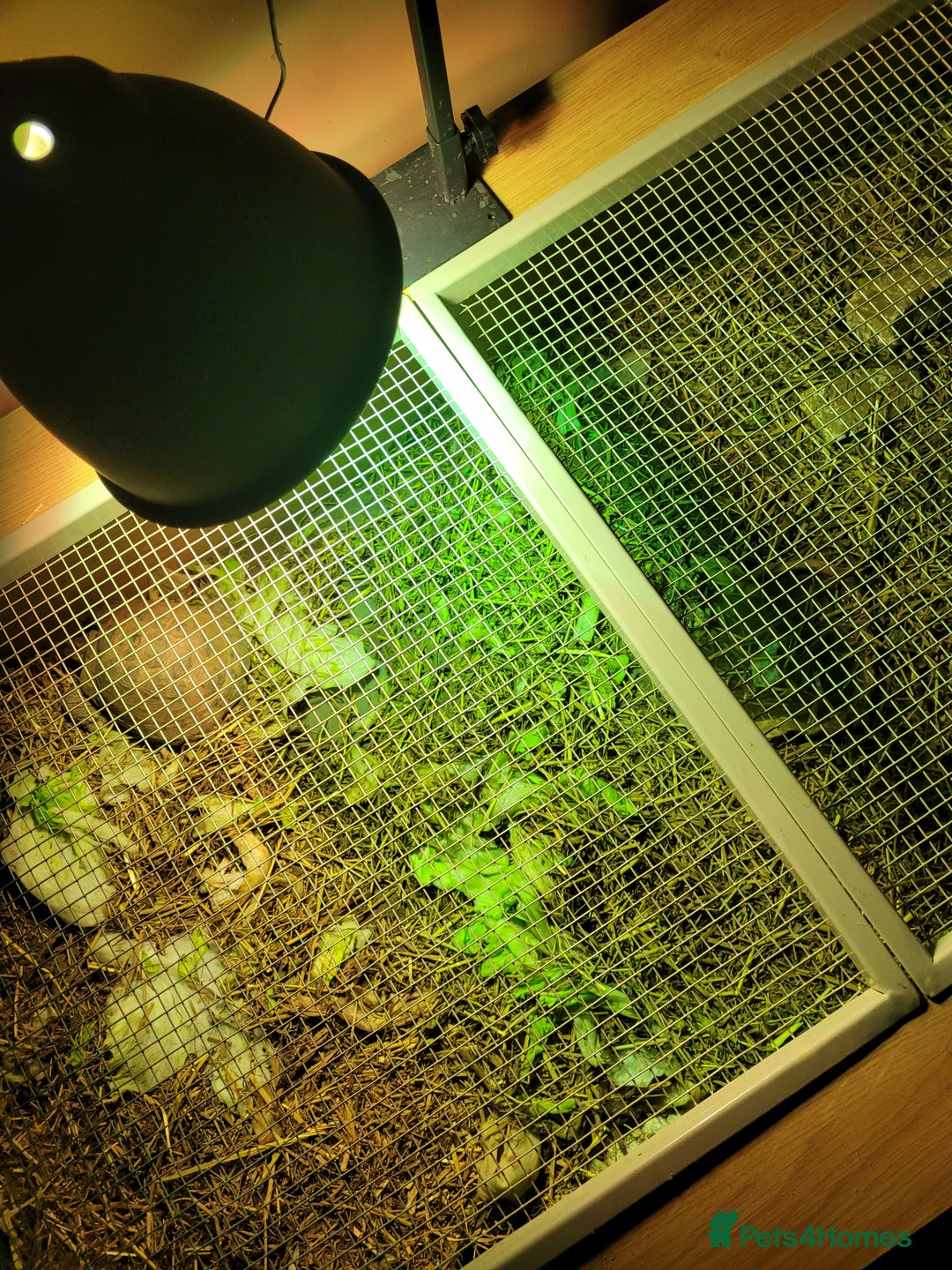 Tortoise reptiles for sale: Breeding pair of horse field tortoises with home - Image 5