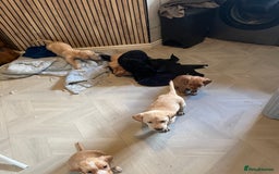 Labrador Retriever dogs for sale: Stunning Labrador puppies ready Wednesday!!! - Image 16