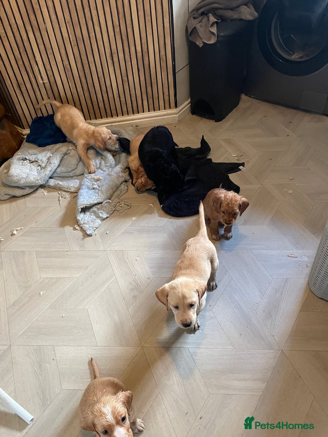 Labrador Retriever dogs for sale: Stunning Labrador puppies ready Wednesday!!! - Image 16