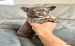 Chihuahua dogs for sale: Stunning Lilac  long coat chihuahua boy KC REG - Image 1