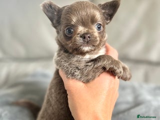 Chihuahua dogs - Advert 2