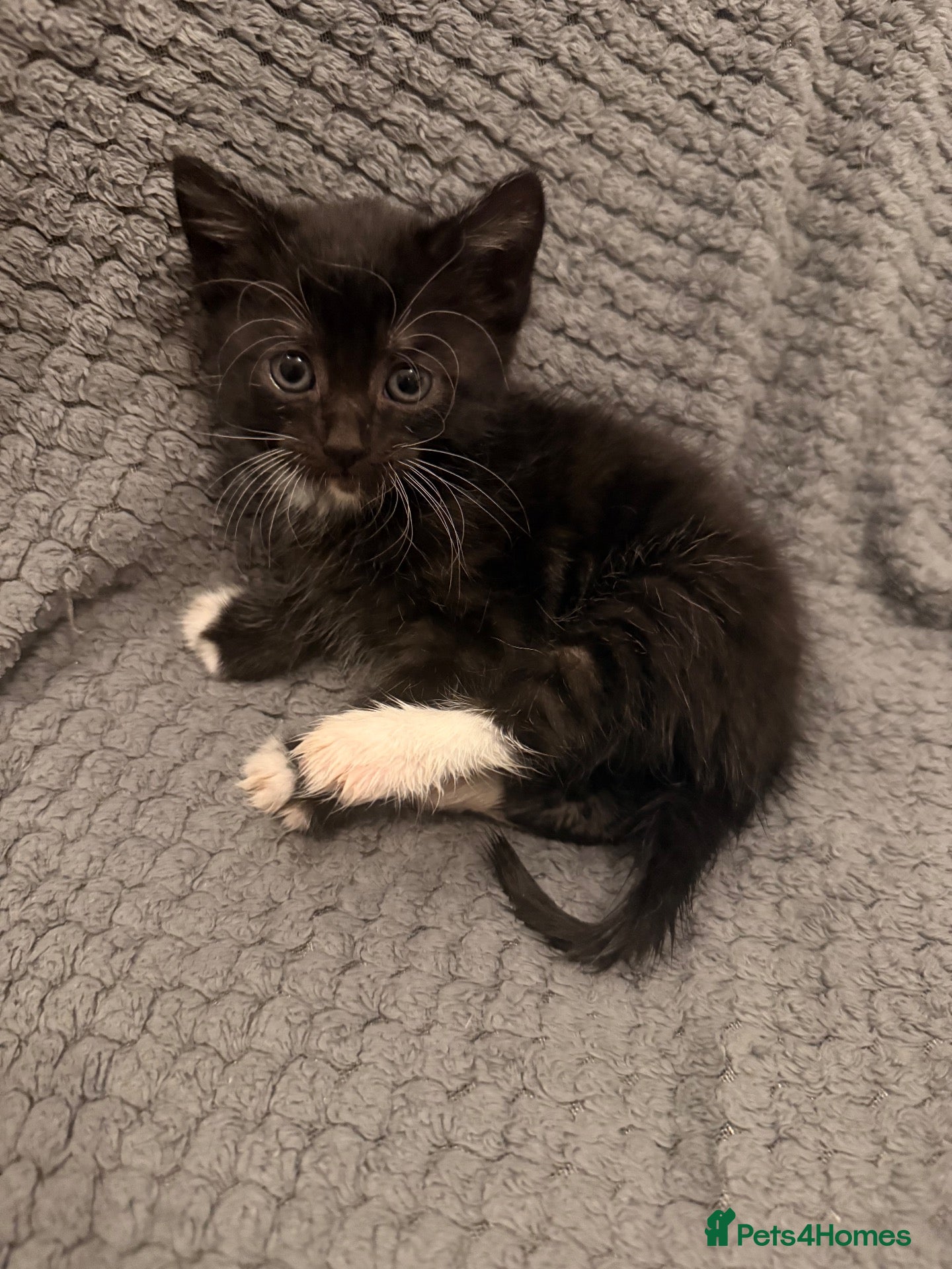 Mixed Breed cats 4 little kittens looking for new home - Advert 1