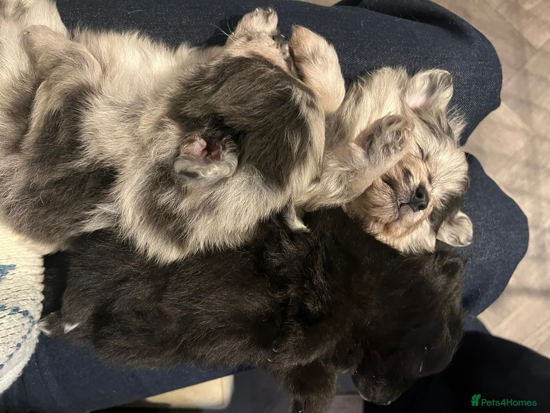 Pomapoo dogs for sale: ✨ Beautiful Pomapoo Puppies – 1,600 ✨ - Advert 4