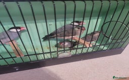 Finches birds for sale: Java sparrow  - Image 1
