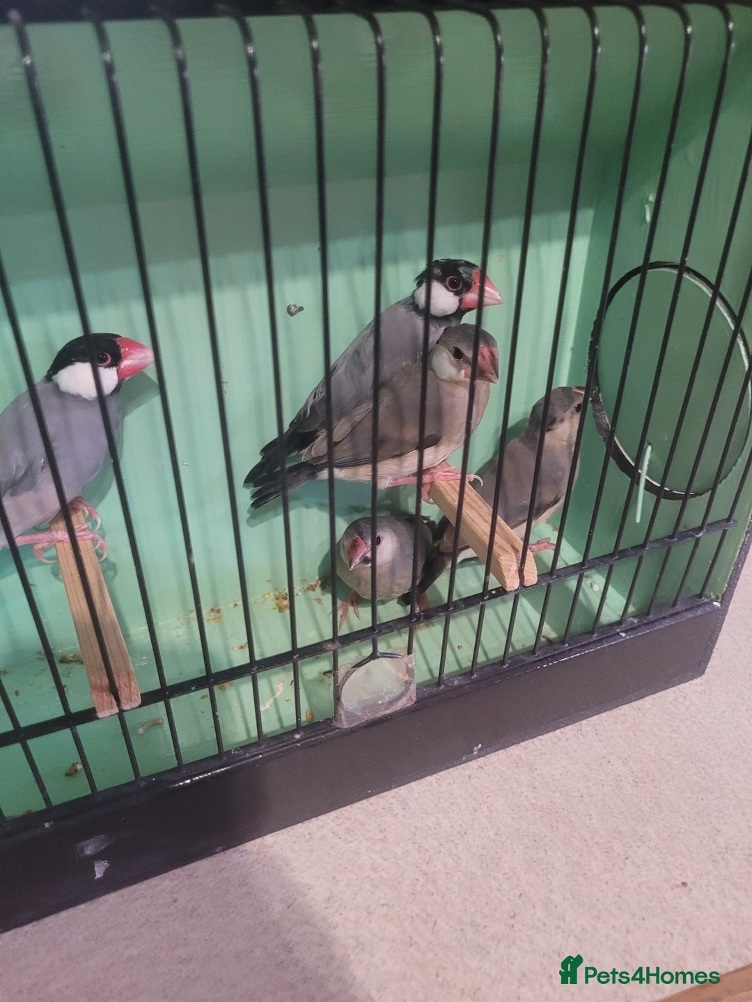 Finches birds for sale: Java sparrow  - Image 1