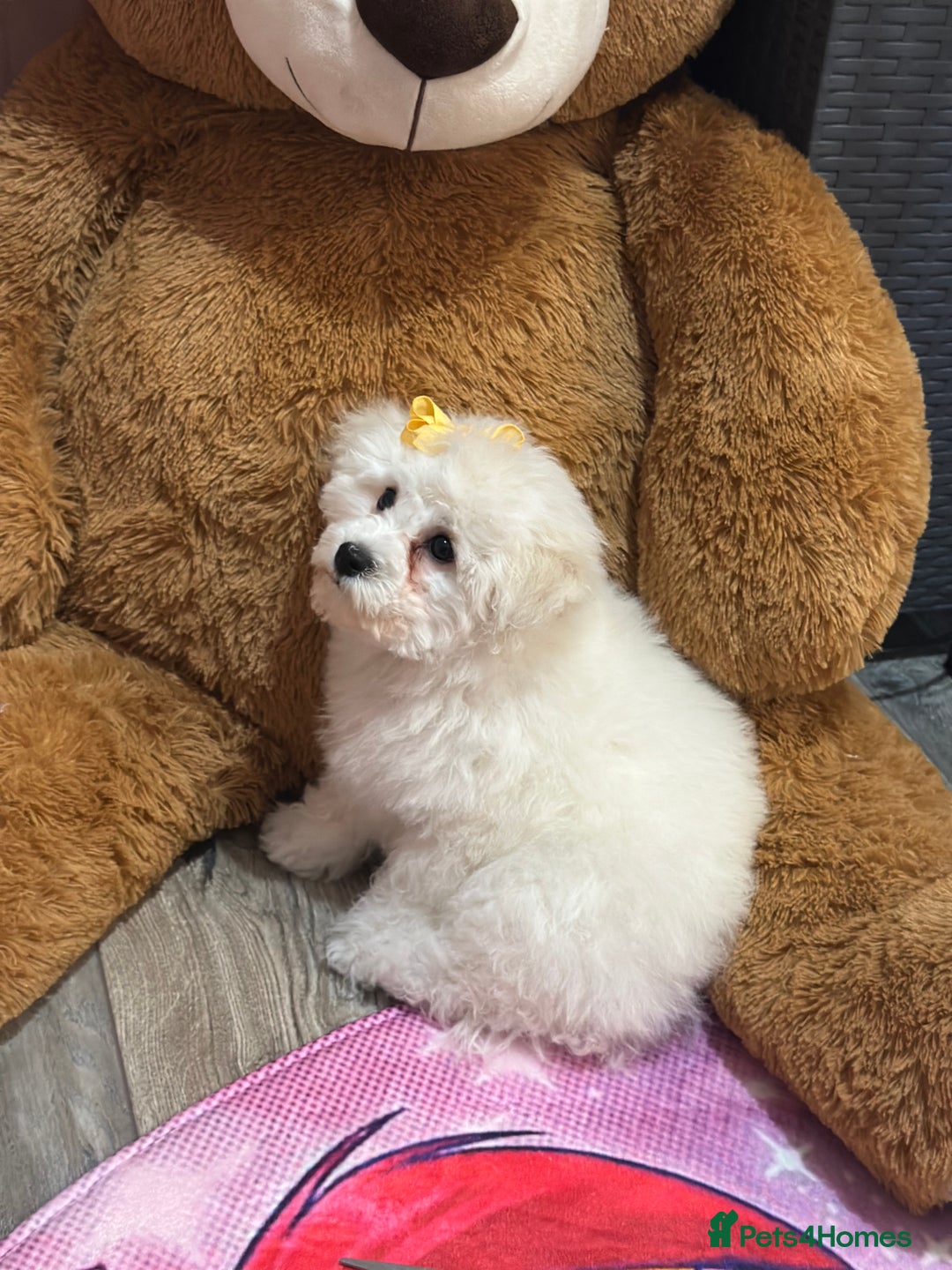Bichon Frise dogs for sale: ✨ Bichon Frisé Puppies from Champion Bloodlines ✨ - Advert 5