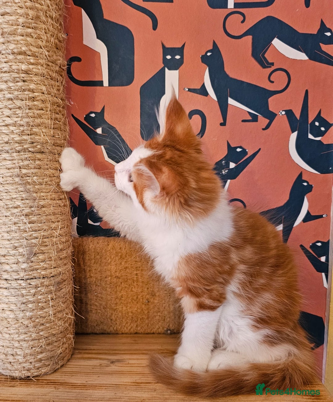 Maine Coon cats for sale: Maine Coons Kittens,  *1 polydactil available* - Advert 12