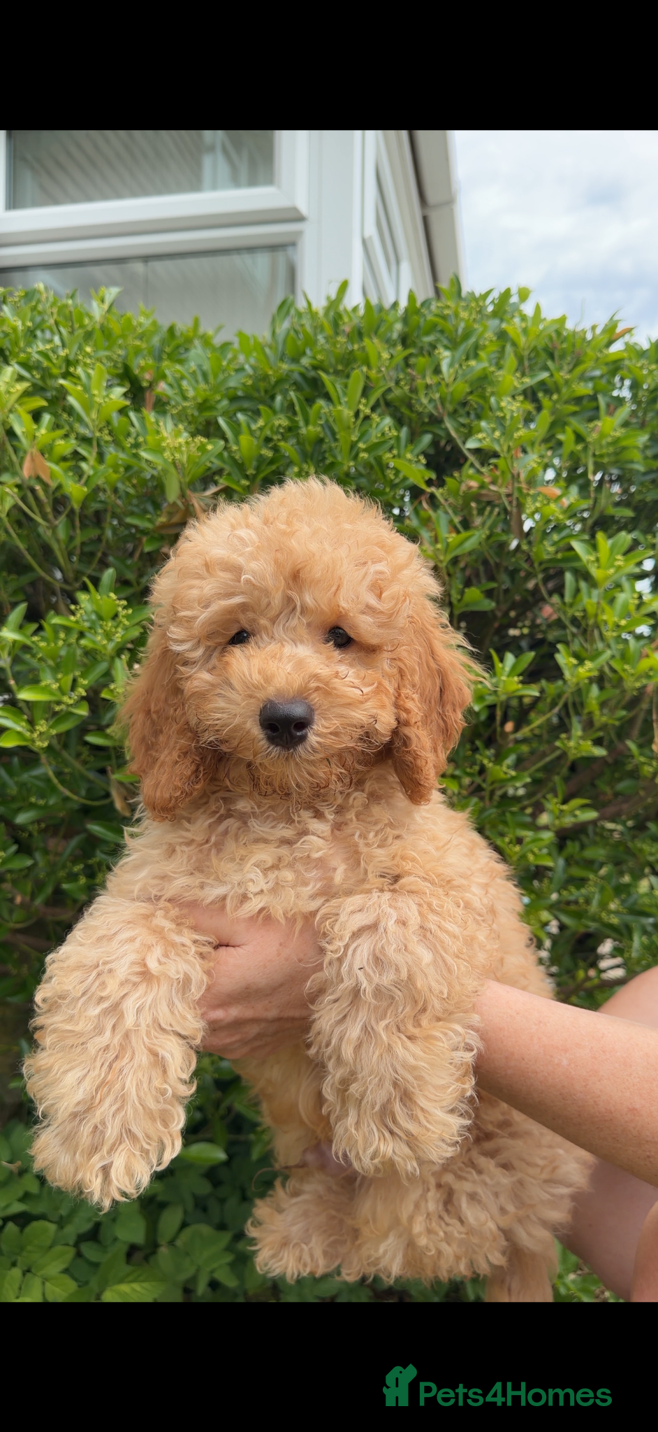 Cavapoo dogs Gorgeous f2b Cavapoo Puppies Ready to Leave - Advert 1