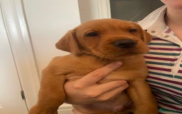 Labrador Retriever dogs for sale: Red Fox Labrador Puppies  - Image 13