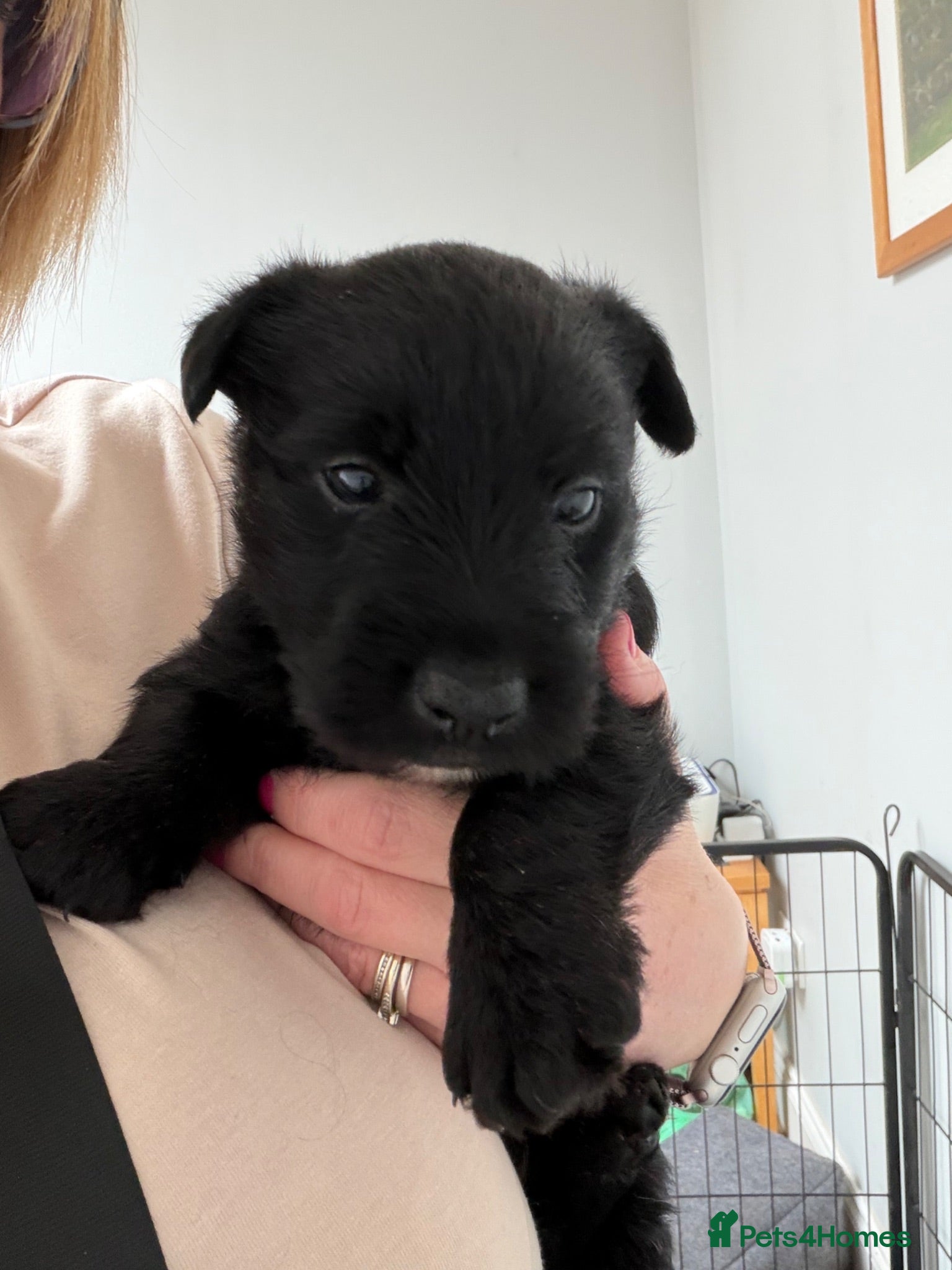 Scottish Terrier dogs Male Scottish Terrier Puppy - Advert 1