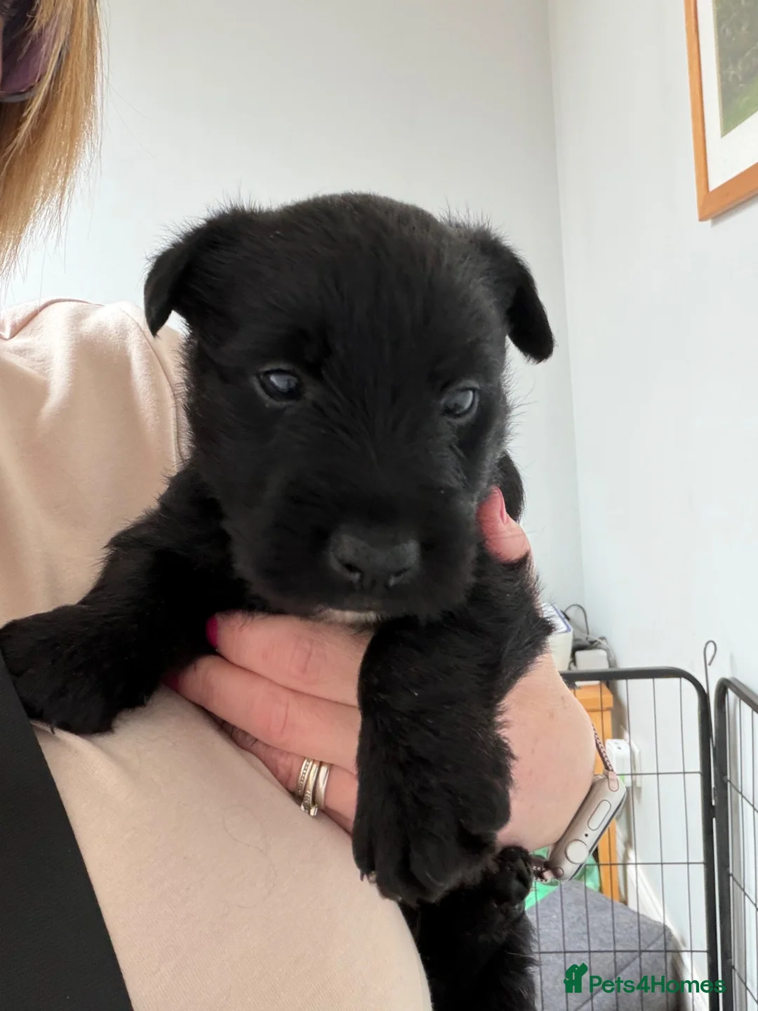 Scottish Terrier dogs for sale: Male Scottish Terrier Puppy in Fraserburgh - Advert 1