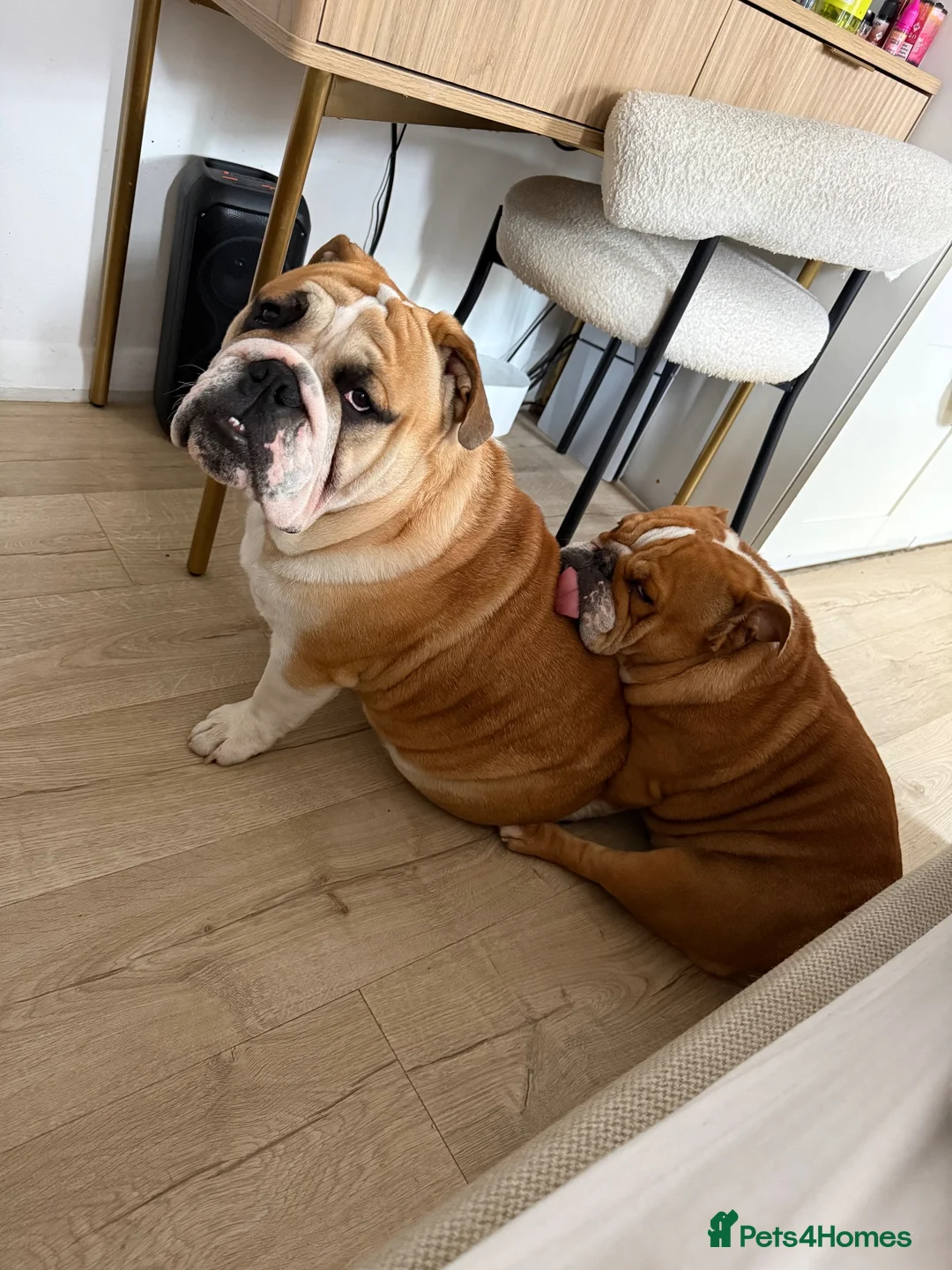 English Bulldog dogs for stud: 🐶 ENGLISH BULLDOG STUD 🐶  - Advert 10