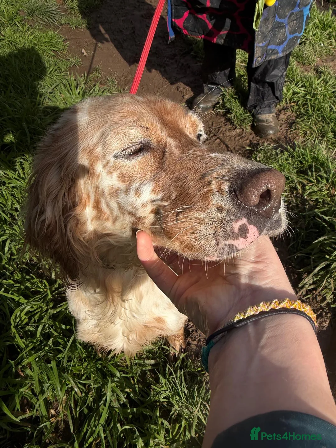English Setter dogs for adoption: Astra - Advert 8
