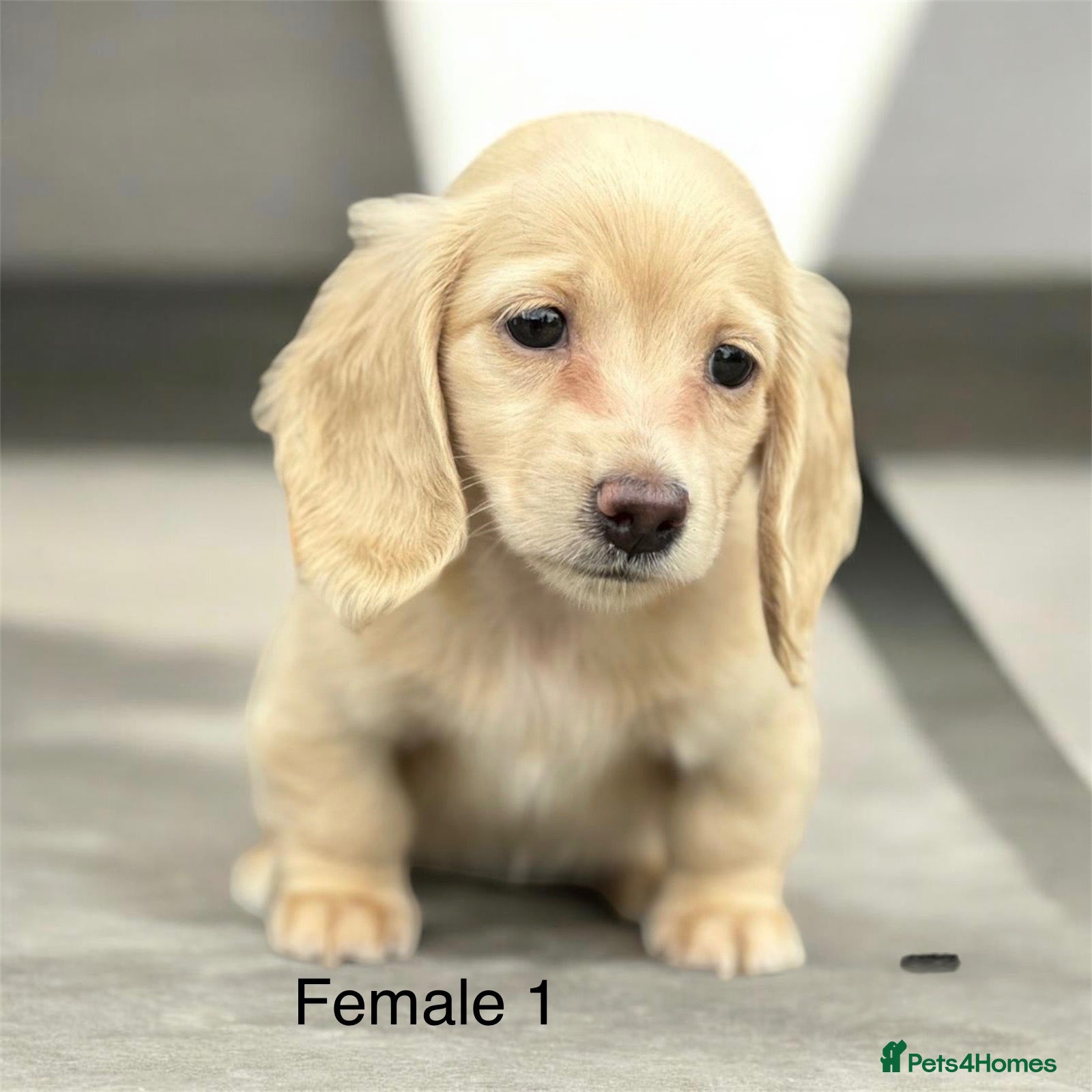 Miniature Dachshund dogs Miniature shaded cream longhaired Dachshund  - Advert 1