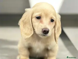 Miniature Dachshund dogs Miniature shaded cream longhaired Dachshund - Advert 1