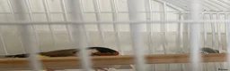 Finches birds for sale: Siberian Goldfinch Male  in London - Advert 2