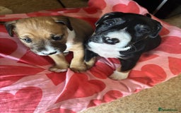 Mixed Breed dogs for sale: English Bull Terrier mixed puppies for sale - Image 4