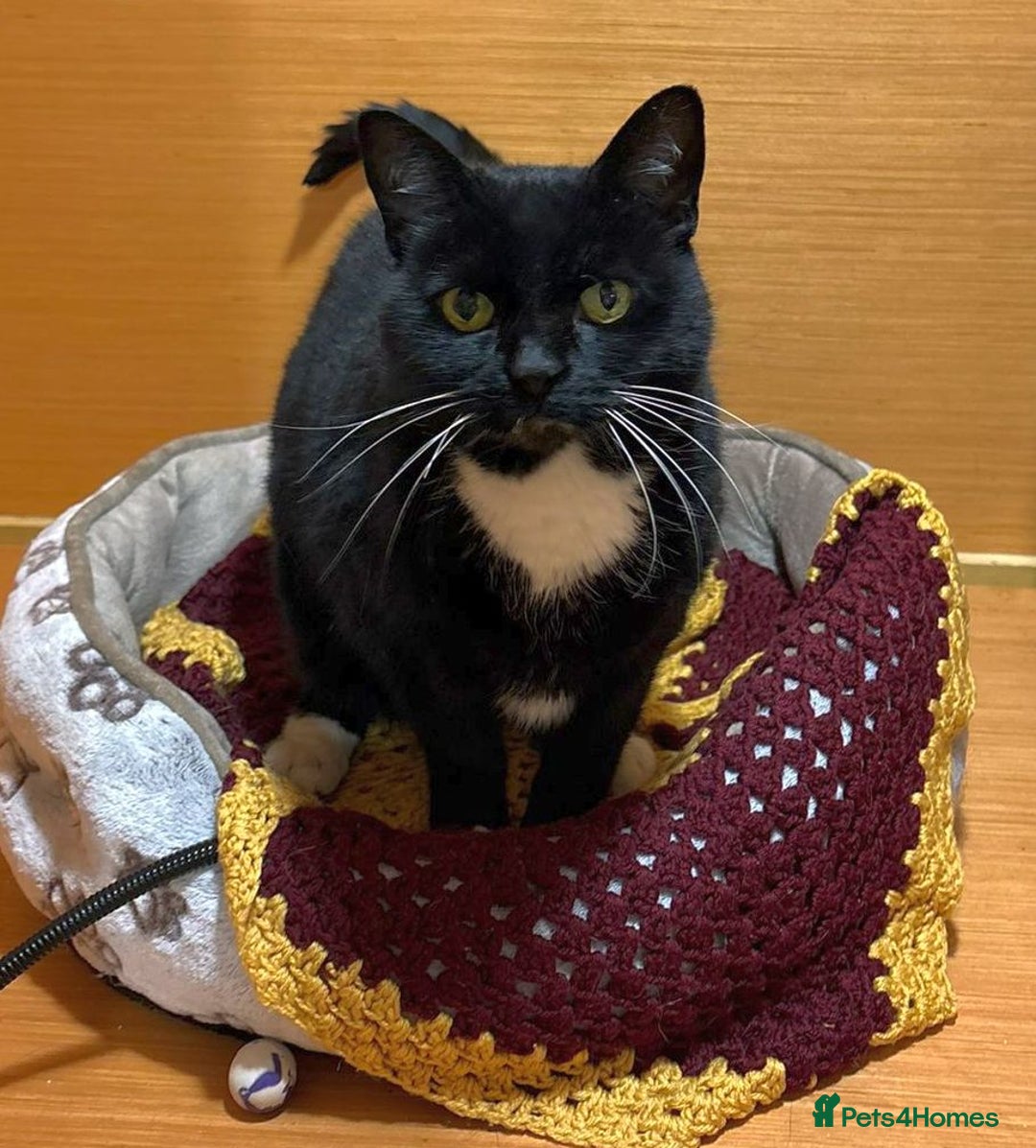 Mixed Breed cats for adoption: Toots - a lovely middle aged lady in good health - Advert 1