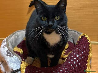 Mixed Breed cats Toots - a lovely middle aged lady in good health - Advert 3