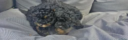 Toy Poodle dogs for sale:  female toy poodle pups. Health tested parents  - Advert 27