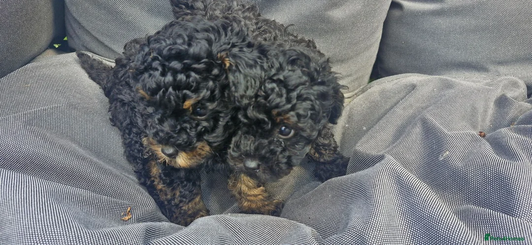 Toy Poodle dogs for sale:  female toy poodle pups. Health tested parents  - Advert 27