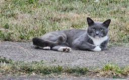 British Shorthair cats for sale: 2 stunning tabby cats  - Image 3