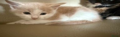 Ragdoll Kitten 5