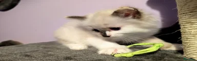 💚 NEON GREEN — Seal Tortie Girl