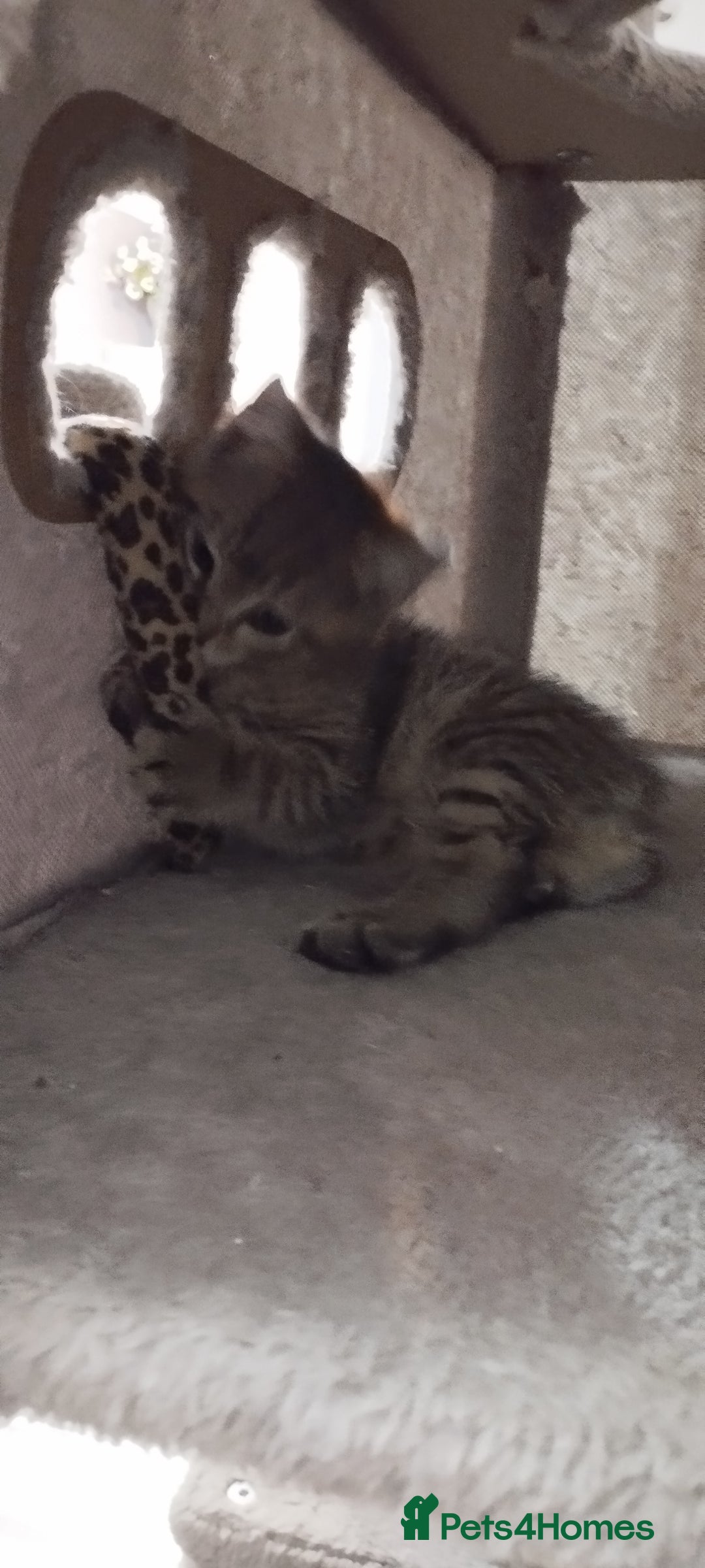 British Shorthair cats for sale: Lovely cute kittens search new homes  - Advert 6