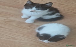 Mixed Breed cats for sale: Kittens ×5 - Image 2