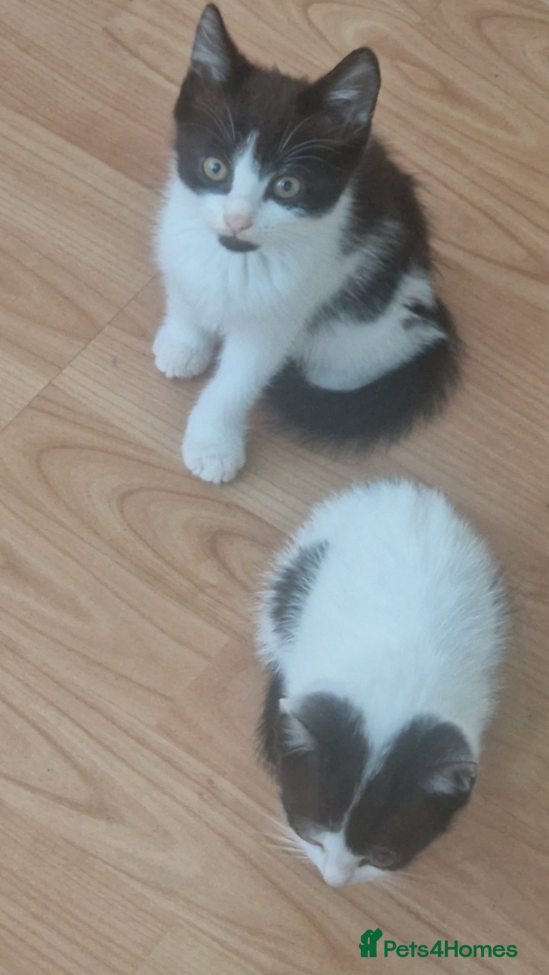 Mixed Breed cats for sale: Kittens ×5 - Image 2