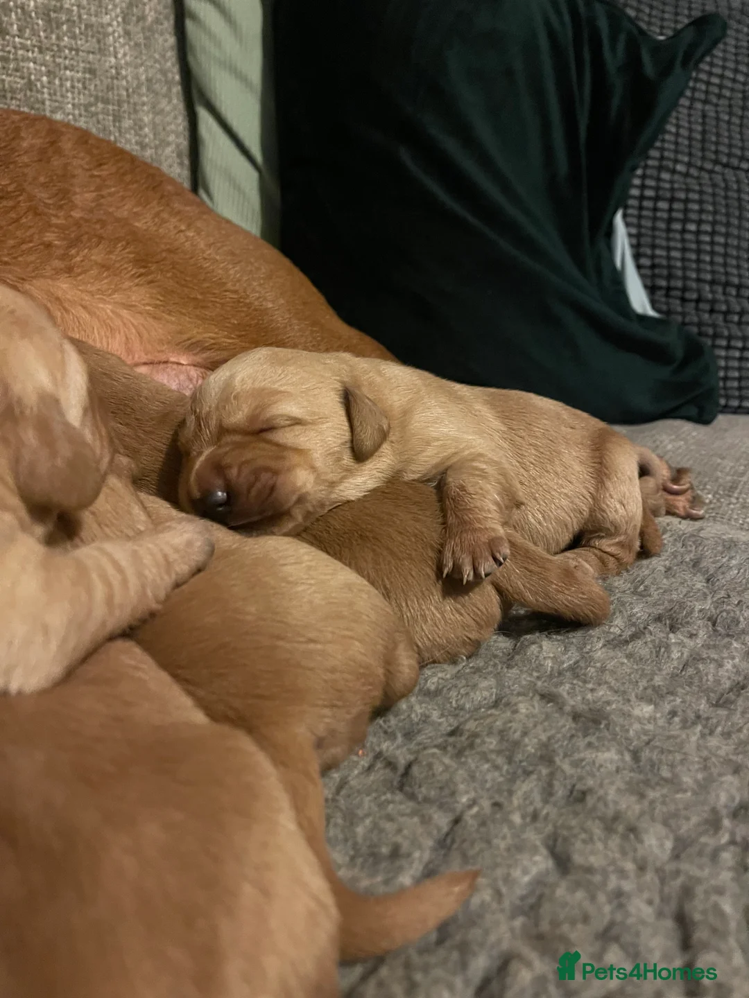 Goldador dogs for sale: Quality Fox Red Goldador Puppies - Advert 10