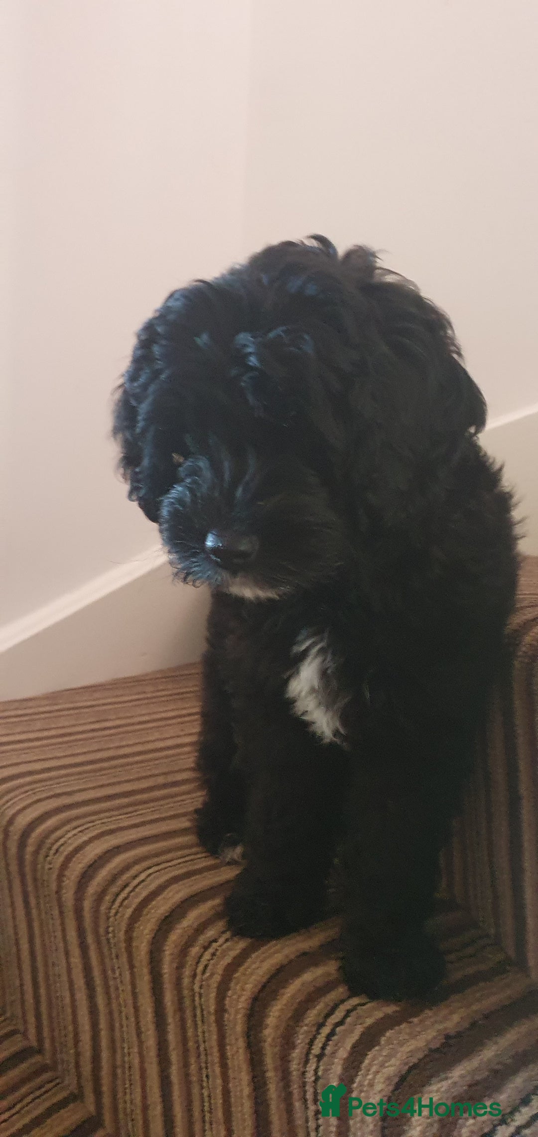 Australian Labradoodle dogs for sale: 2 GIRLS ONLY - Australian Labradoodle puppies - Image 37