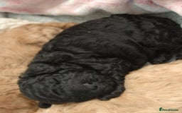 Toy Poodle dogs for sale: Toy Poodle  - Image 8
