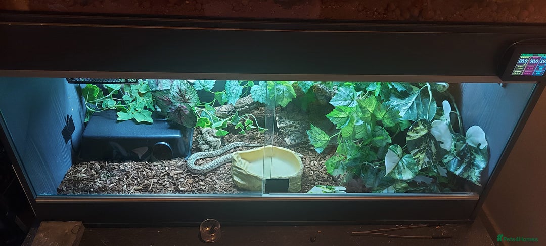 Python Snake reptiles for sale: CB25 Female Dwarf Hypo Python & Setup - Advert 9