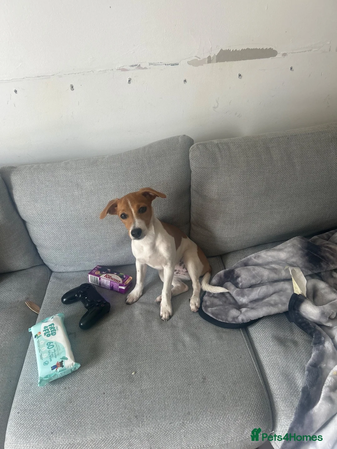 Jack Russell dogs for sale: Jack russel terrier in Hayes - Advert 1