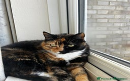 Mixed Breed cats for sale: Two sisters need a forever home - Image 4