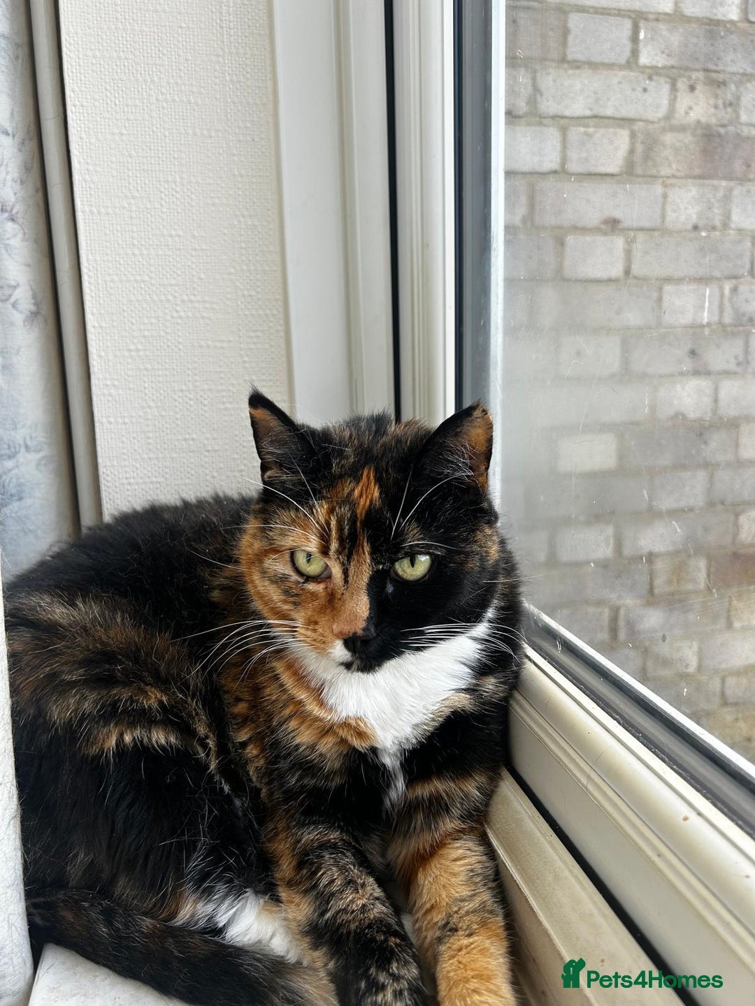 Mixed Breed cats for sale: Two sisters need a forever home - Image 4