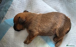 Jack Russell dogs for sale: Jack Russell Terrier  in Epping - Image 10